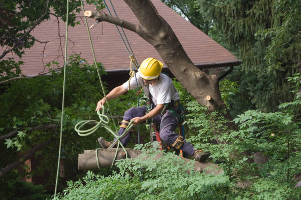 Professional Tree Services in Enderlin, ND