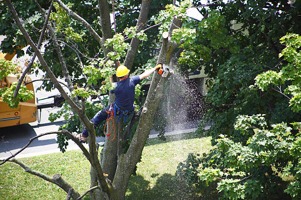 Best Tree and Shrub Care  in Eerlin, ND