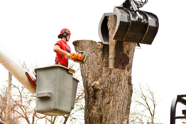 Best Storm Damage Tree Cleanup  in Eerlin, ND